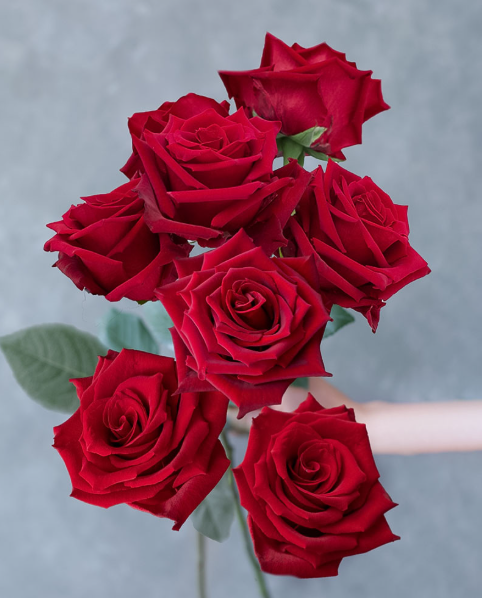 Rose farms in the Andes Mountains